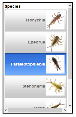 An on-page window with a solid border